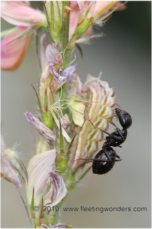 ... but they could be of Green-underside Blue ( Glaucop