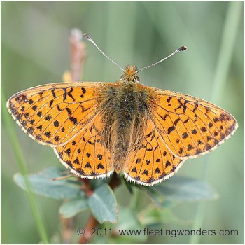 picture_of_Boloria_pales_also_called_Shepherd`s_Fritillary