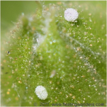 oeuf_de_Cacyreus_marshalli_sur_Geranium_zonale