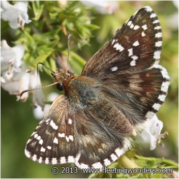 Pyrgus_cirsii,Cinquefoil_Skipper